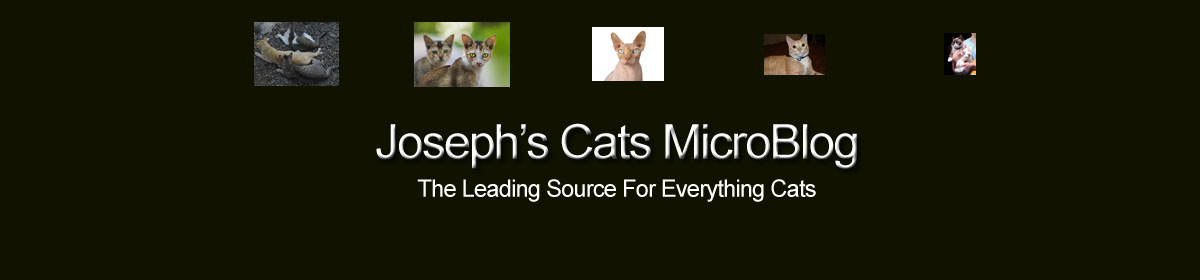 Joseph's Cats MicroBlog