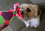 How to Make a Water Bottle Crinkle Dog Toy